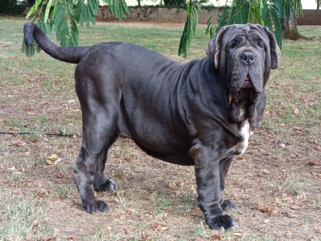 Vésuvia des marais aux sortileges