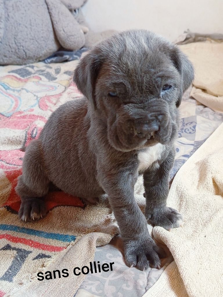 des marais aux sortileges - Chiots disponibles - Mâtin Napolitain