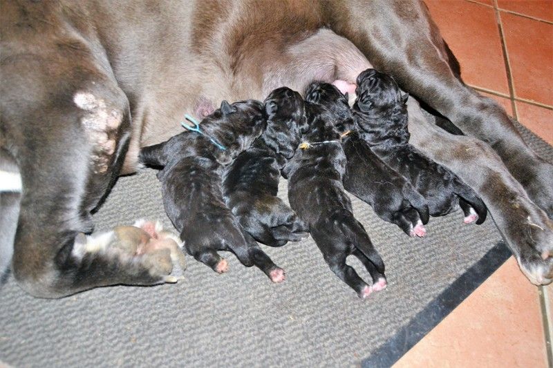 des marais aux sortileges - Mâtin Napolitain - Portée née le 18/07/2019