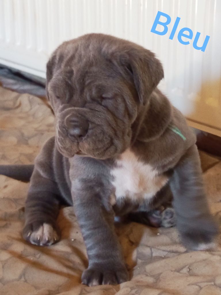 des marais aux sortileges - Chiots disponibles - Mâtin Napolitain