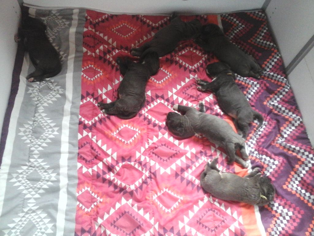 des marais aux sortileges - Mâtin Napolitain - Portée née le 20/04/2020