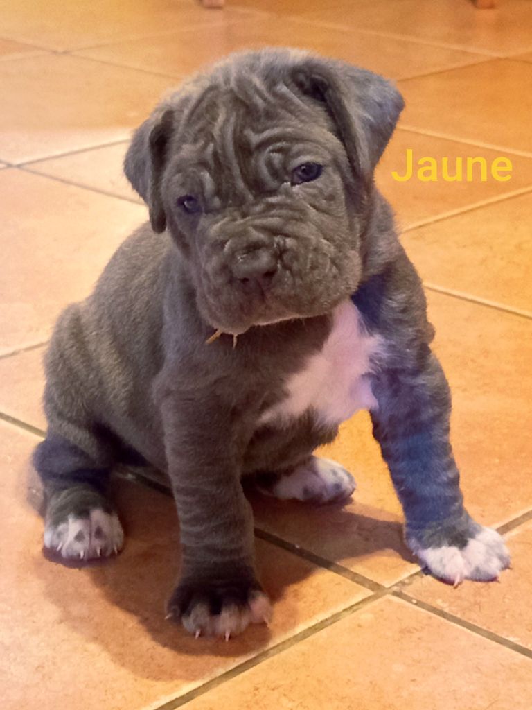 des marais aux sortileges - Chiots disponibles - Mâtin Napolitain