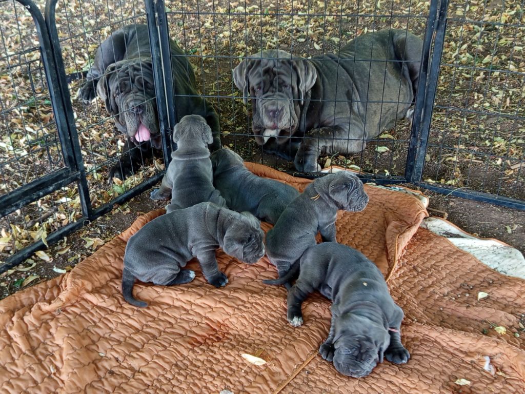 Chiot Mâtin Napolitain des marais aux sortileges