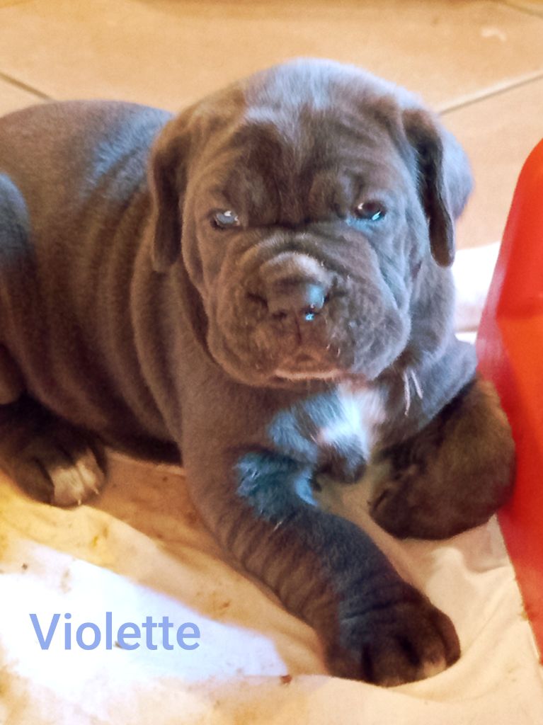 des marais aux sortileges - Chiots disponibles - Mâtin Napolitain