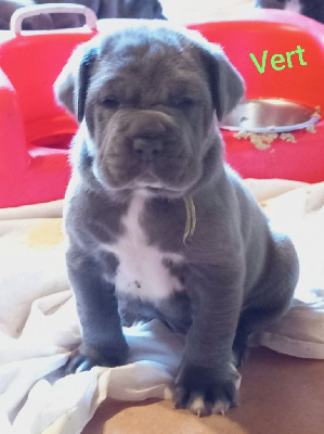 CHIOT 2
