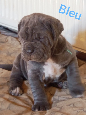 CHIOT 1