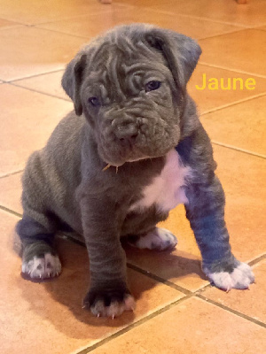 CHIOT 5