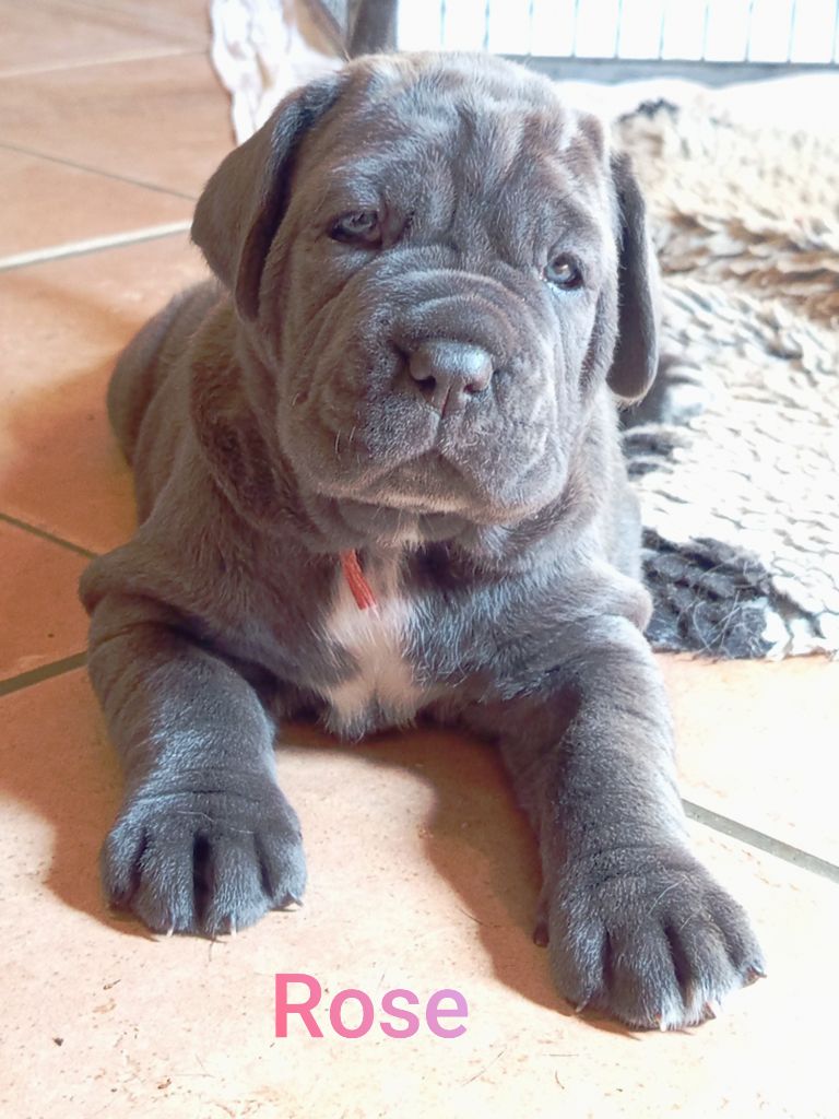 des marais aux sortileges - Chiots disponibles - Mâtin Napolitain