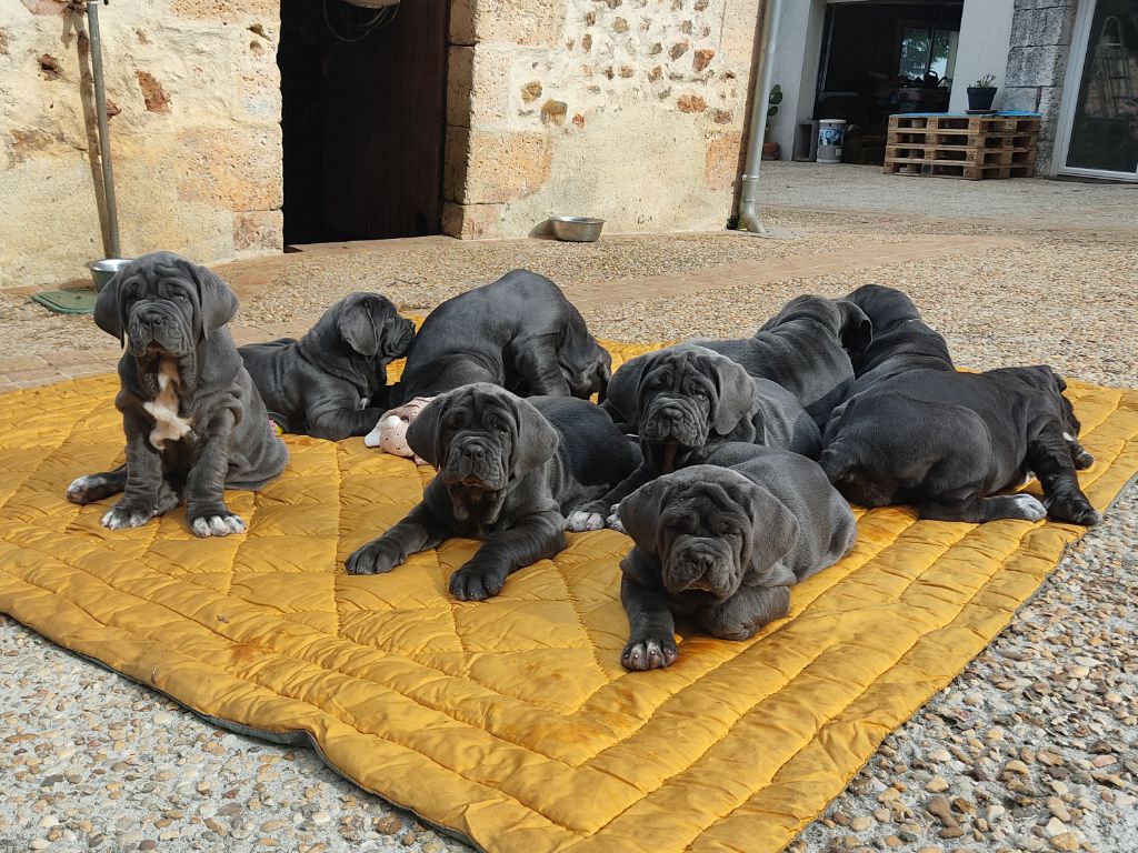 des marais aux sortileges - Mâtin Napolitain - Portée née le 05/05/2024
